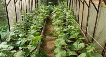 Jak připravit půdu pro skleníkové okurky na jaře před výsadbou